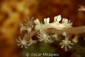 Tritonia sp. Size: around 1 cm
 by Oscar Miralpeix 